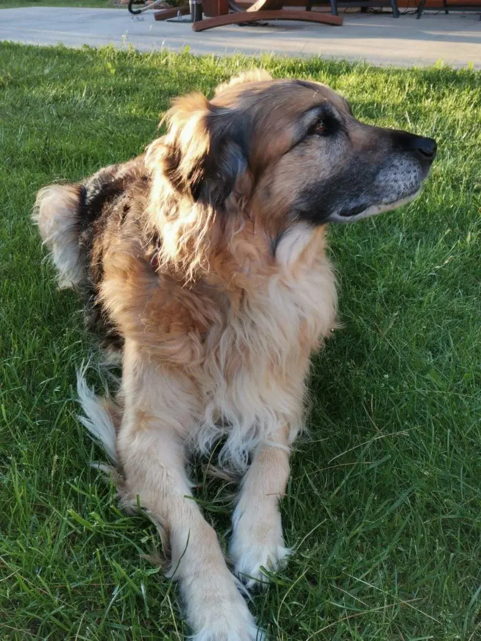Lara, Katrin Ladlers verstorbene Kindheitshündin — Ursprung ihres Feingefühls für Tiere